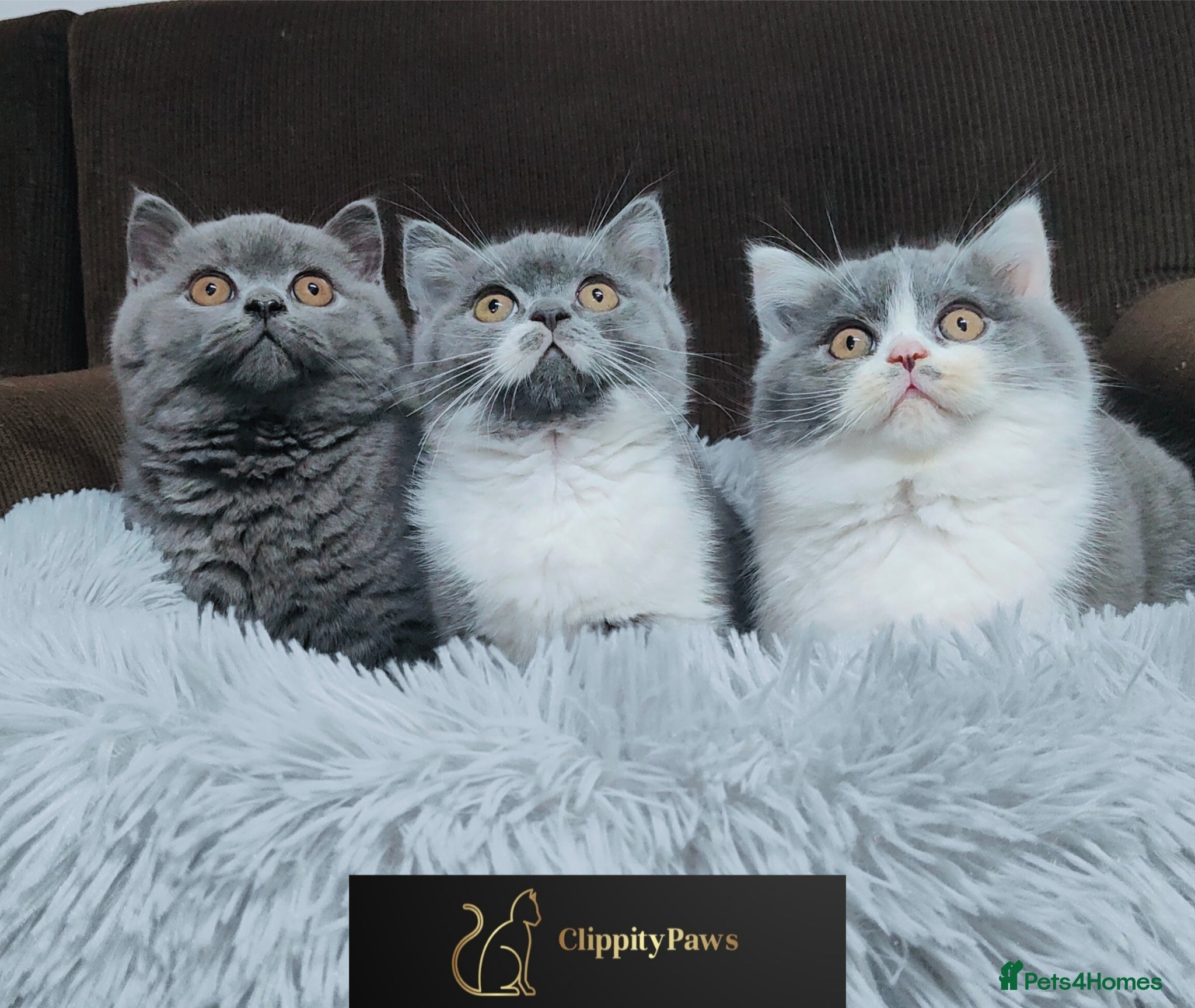 British Shorthair cats GCCF Registered Chunky British Shorthair kittens  - Advert 3