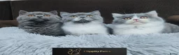 British Shorthair cats for sale: GCCF Registered Chunky British Shorthair kittens  - Advert 1