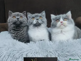 British Shorthair cats GCCF Registered Chunky British Shorthair kittens - Advert 3