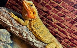Bearded Dragon reptiles for sale: Female bearded dragon - Image 1