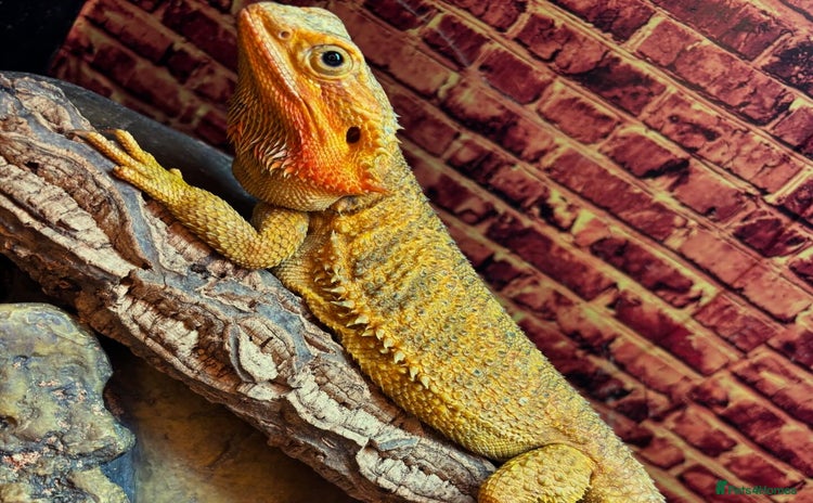 Bearded Dragon reptiles - Advert 1