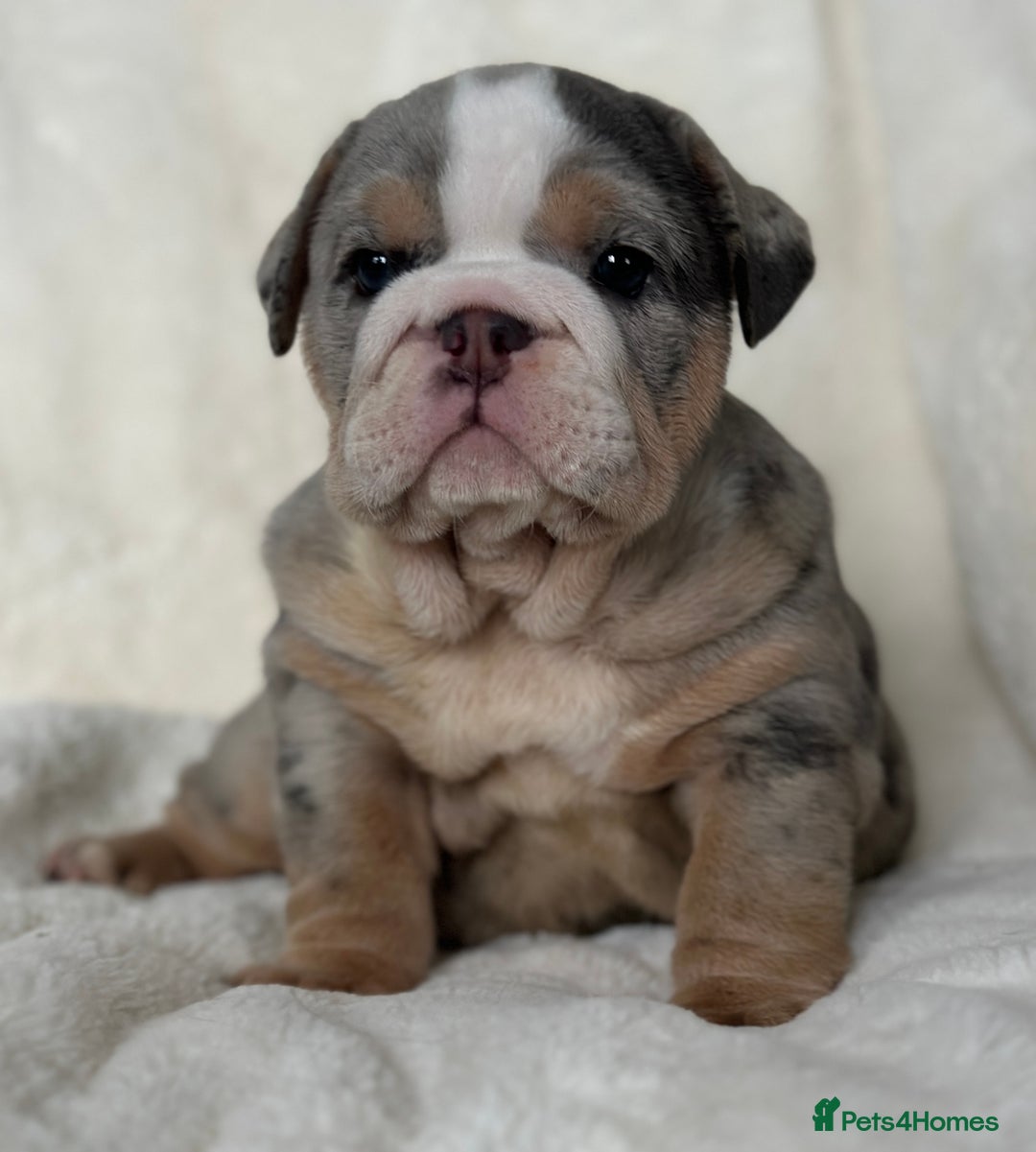 English Bulldog dogs for sale: British bulldog  - Image 15
