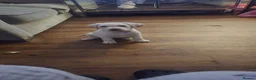 Labrador Retriever dogs for sale: Babygirl Nyla  in Mansfield - Advert 22