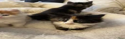 Mixed Breed cats for sale: Beautiful mixed breed litter of fluffy kittens  in Bracknell - Advert 9