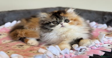 Persian cats - Advert 10