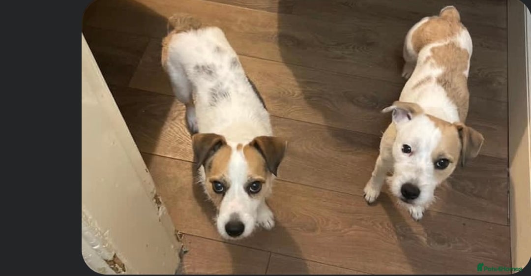 Parson Russell dogs for stud: Parson Russel Terrier stud - Image 6