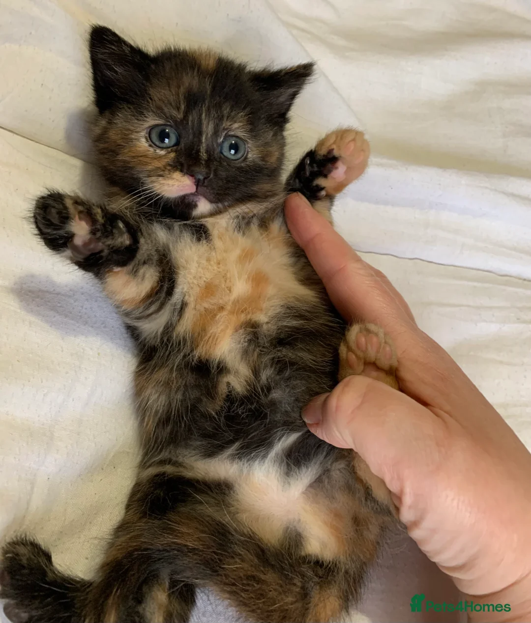 Turkish Angora cats for sale: 5 Turkish Angora kittens - 3 Girls/2 boys - Advert 9