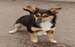 Mixed Breed dogs for adoption: 💖🐶 TONY 🐶💖 - Image 12