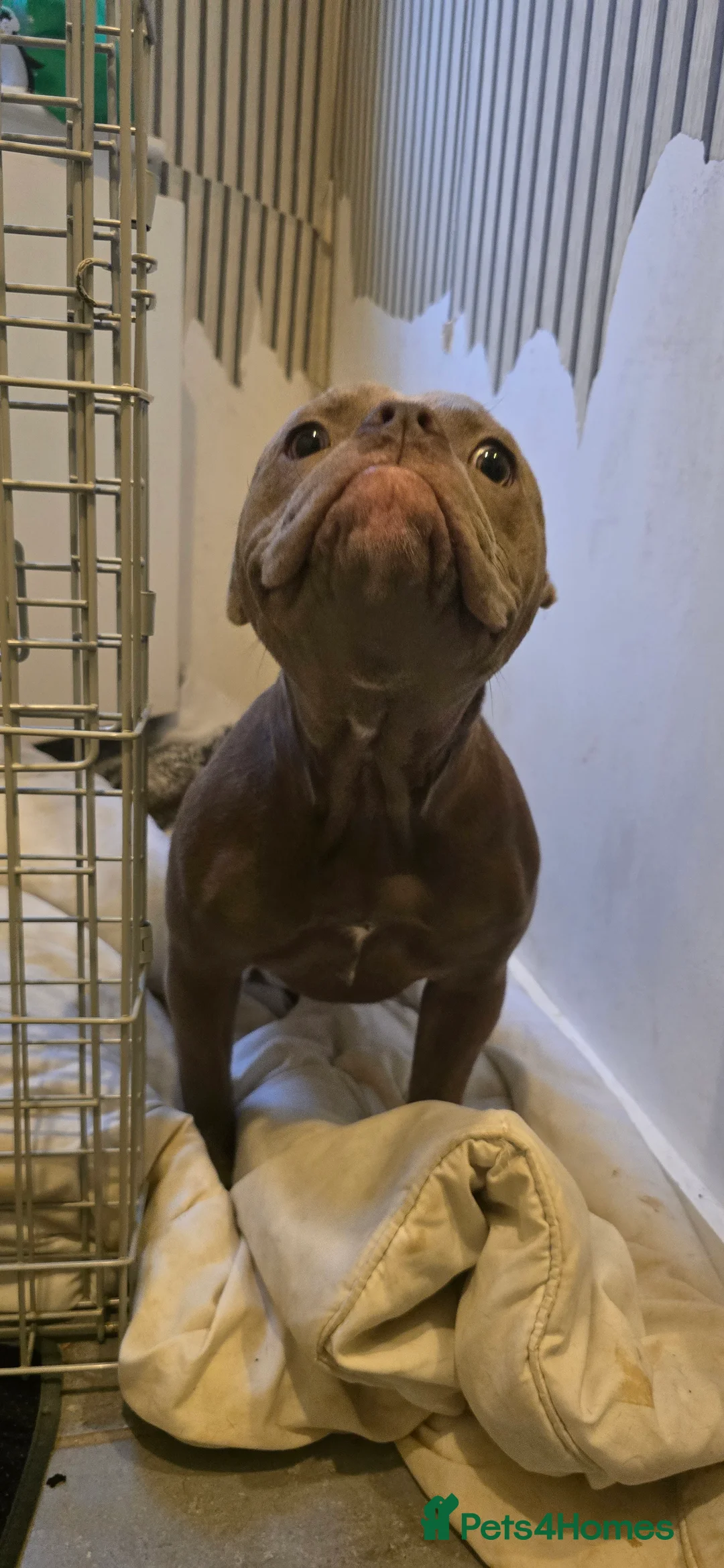 Olde English Bulldogge dogs for sale: 7 Month Old Olde English Bulldog Female - Advert 2