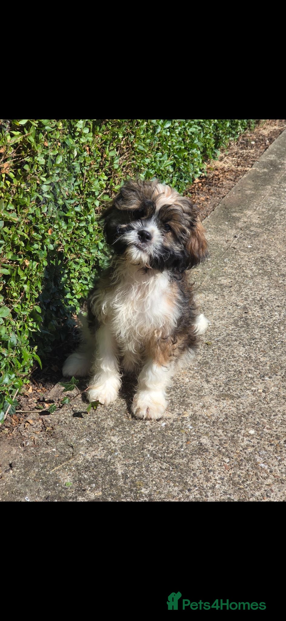 Cava Tzu dogs Stunning boy last one - Advert 1