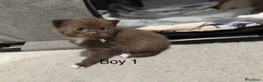 British Shorthair Kitten 1