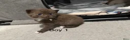 British Shorthair cats for sale: Charming British Shorthair Kittens - Advert 27