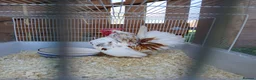Chickens poultry for sale: Beautiful pure bred serama cockerel in Honiton - Advert 1