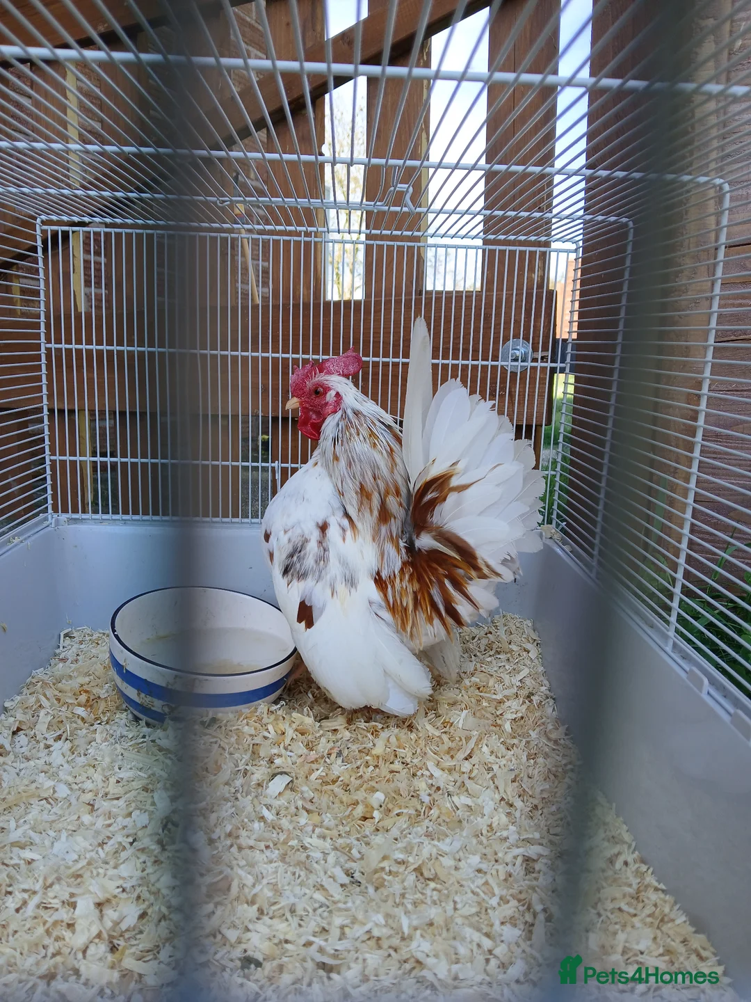 Chickens poultry for sale: Beautiful pure bred serama cockerel in Honiton - Advert 1