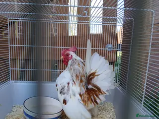 Chickens poultry Beautiful pure bred serama cockerel - Advert 1