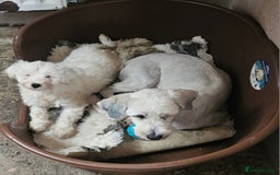 Tibetan Terrier dogs for sale: Fabulous Tibetan Terrier  - Image 2