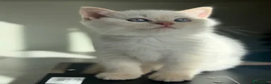 Flame point 