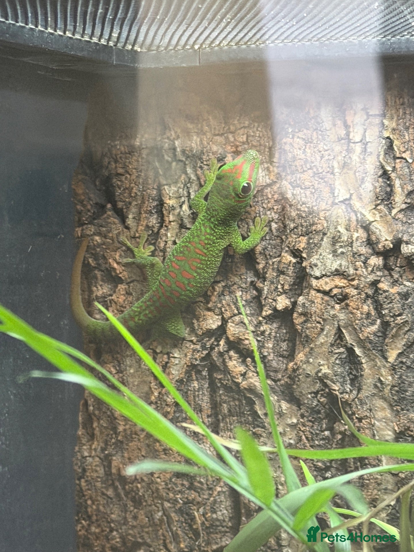 Gecko reptiles Juvenile Madagascan day gecko with terrarium - Advert 7