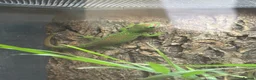 Gecko reptiles for sale: Juvenile Madagascan day gecko with terrarium - Advert 1