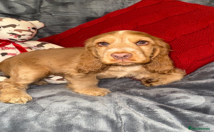 Cocker Spaniel dogs - Advert 4