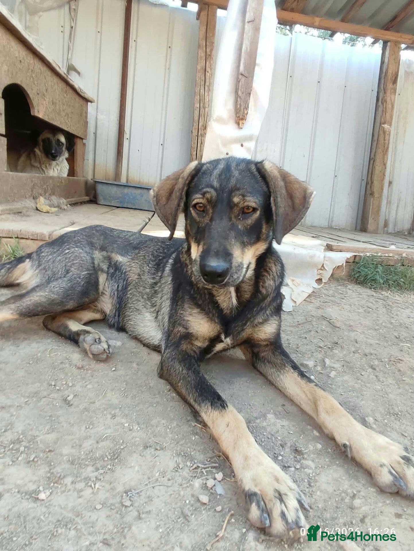Mixed Breed dogs Ariel 18 month Macedonian rescue  - Advert 1
