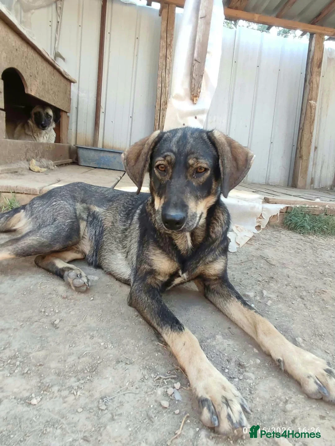 Mixed Breed dogs for adoption: Ariel 18 month Macedonian rescue  - Advert 1