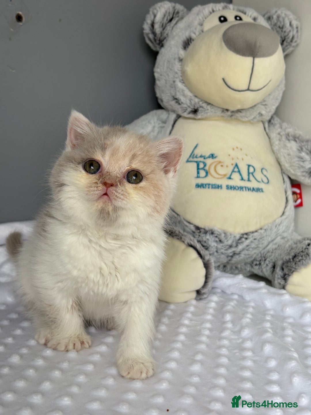 British Shorthair cats for sale: TICA reg lilac tortie and white bsh&blh kittens - Advert 2