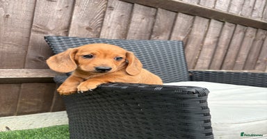 Miniature Dachshund dogs - Advert 5