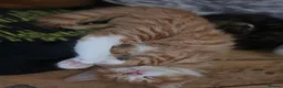 Mixed Breed cats for sale: Adorable ginger and tortishell kittens - Advert 31