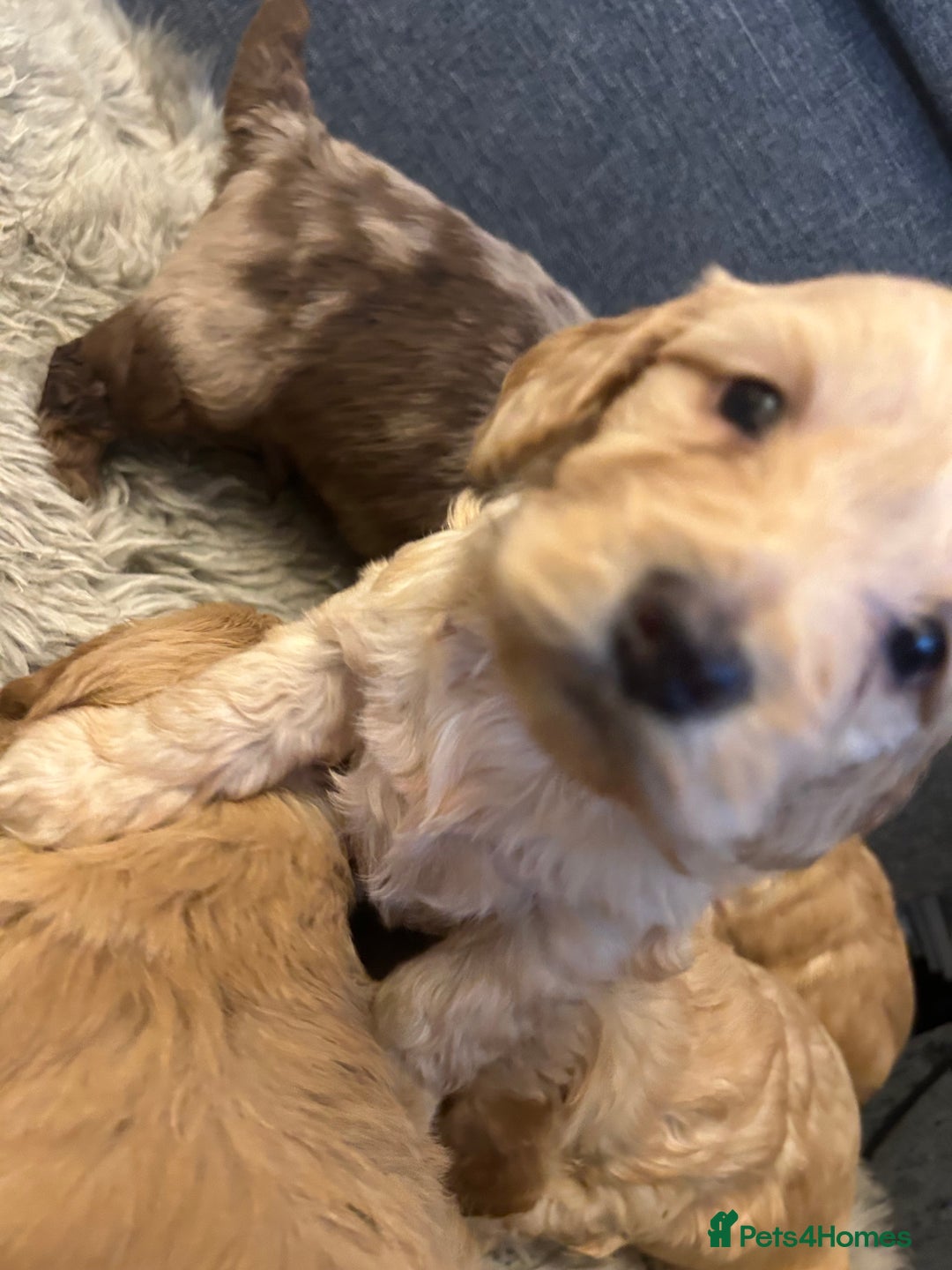 Cockapoo dogs for sale: 5 adorable cockapoo puppies  - Advert 3