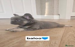 French Bulldog dogs for sale: French bulldog pups  - Image 16