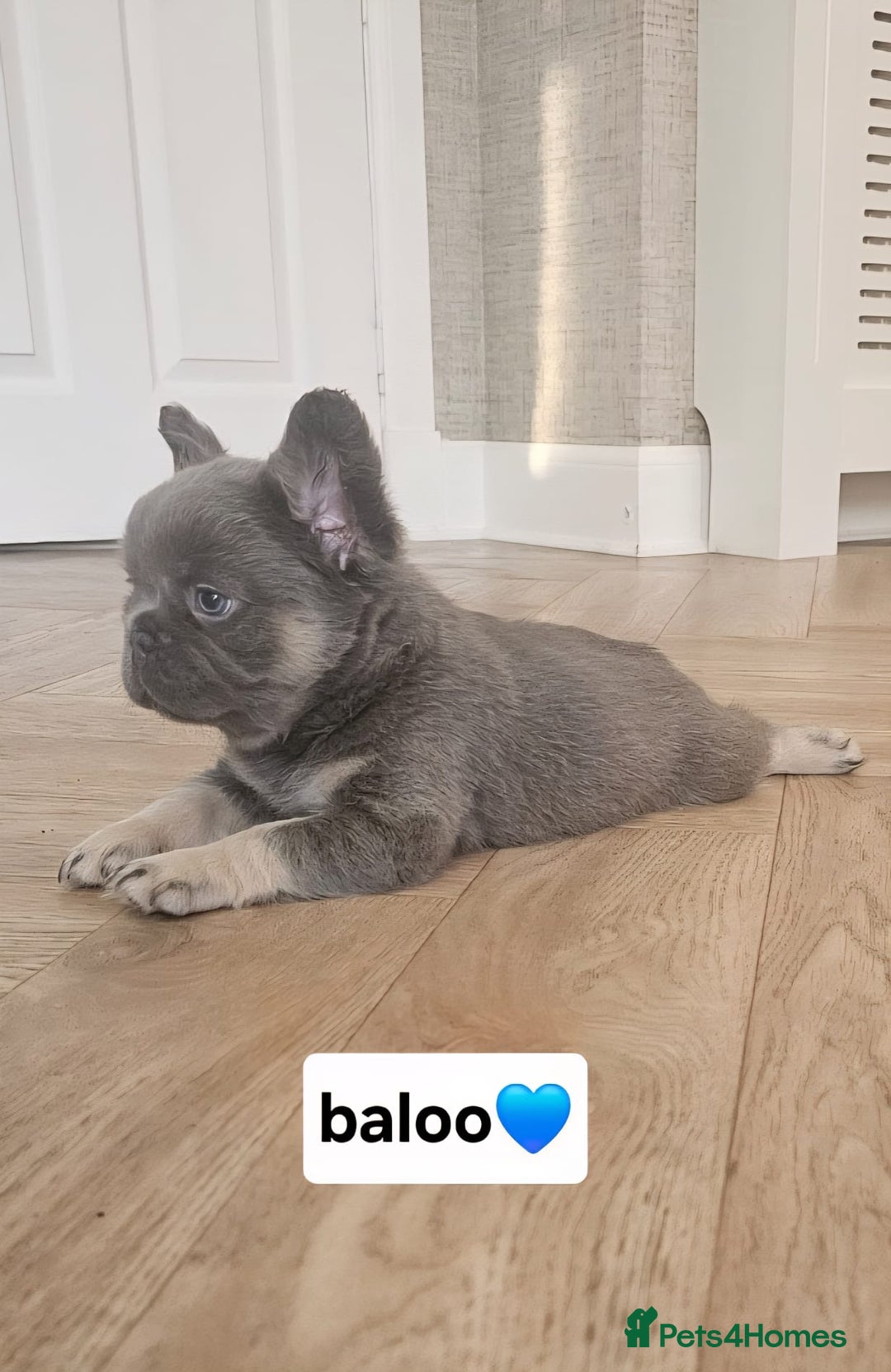 French Bulldog dogs for sale: French bulldog pups  - Image 16