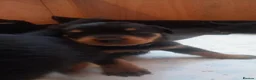 Rottweiler dogs for sale: Rottweiler puppies  - Advert 20