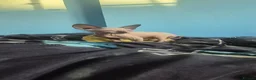 Sphynx cats for sale: Adorable kittens in Warrington - Advert 4
