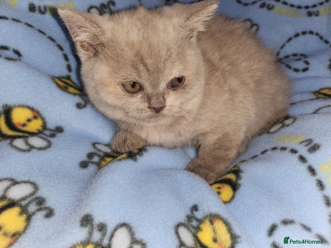 British Shorthair cats for sale: British blue shorthair kittens  - Image 7