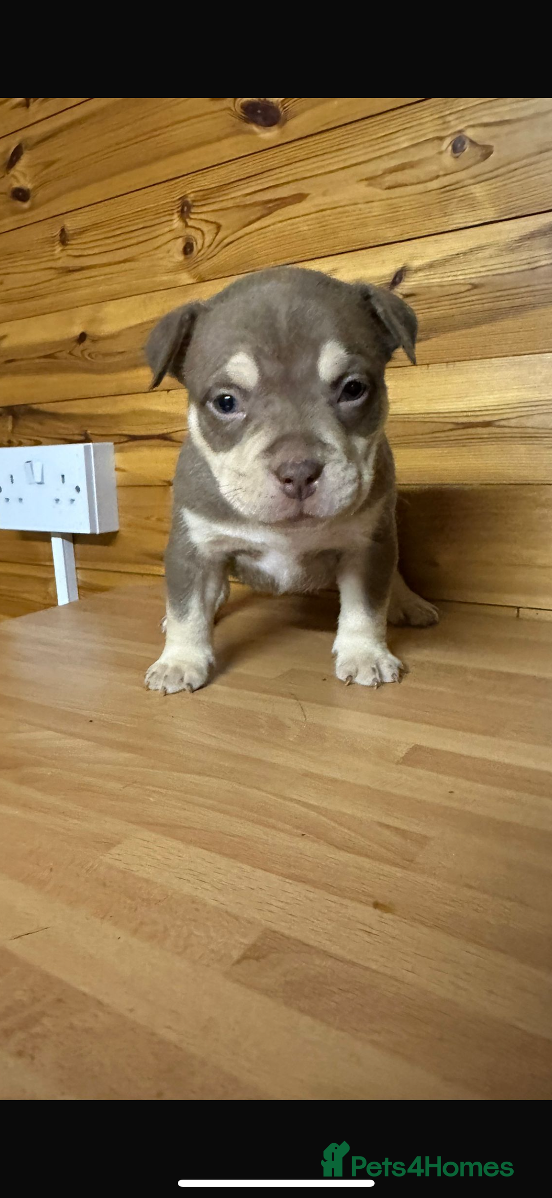 American Bully dogs for sale: Pocket BULLYS  - Advert 4