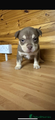 American Bully Puppy 1