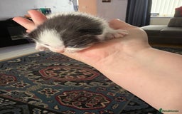 Ragdoll cats for sale: Ragdoll cross breed  - Image 6