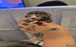 Bengal cats for sale: 10 Beautiful Bengal Kittens - Image 14