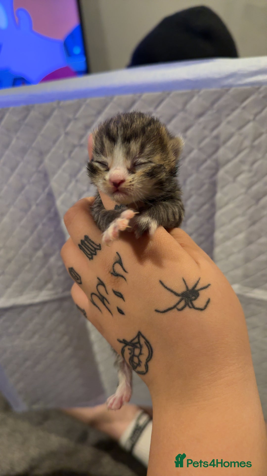 Bengal cats for sale: 10 Beautiful Bengal Kittens - Image 14
