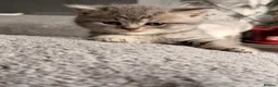 British Shorthair cats for sale: British shorthair kittens  - Advert 21