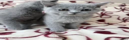 British Shorthair cats for sale: Beautiful British Shorhair Kittens for Sale - Advert 10