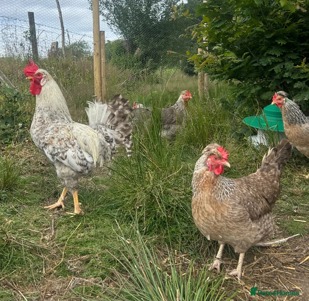 Chickens poultry for sale: Cream legbar hatching eggs - Advert 2