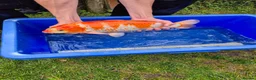 Koi Carp fish for sale: Pond closure - Advert 3