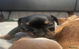 Mixed Breed dogs for sale: Miniature dachshund X French bulldog  - Image 33