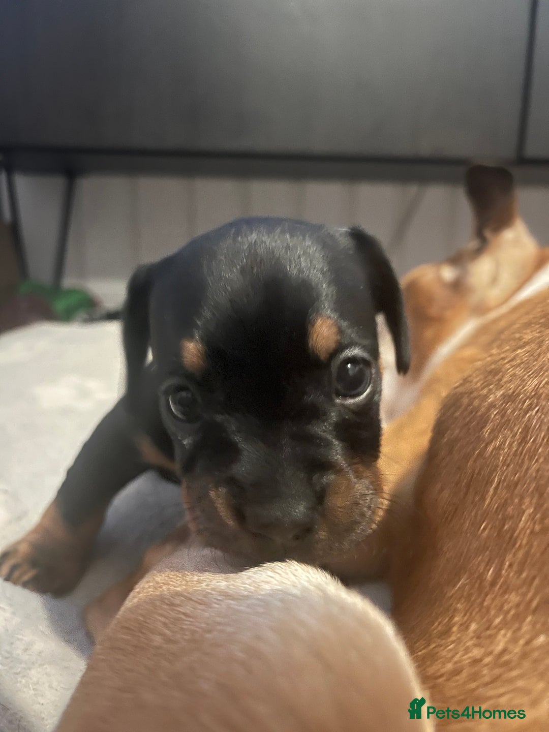 Mixed Breed dogs for sale: Miniature dachshund X French bulldog  - Image 33