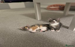 Oriental cats for sale: 4 beautiful kittens  - Image 5