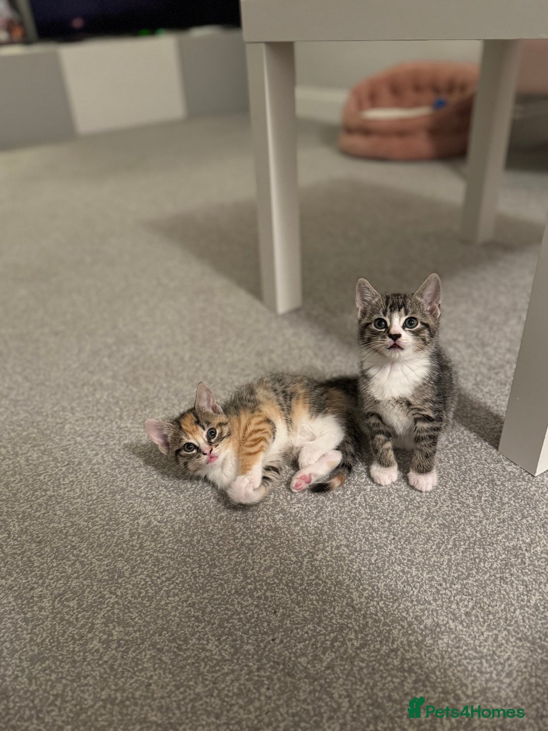 Oriental cats for sale: 4 beautiful kittens  - Image 5