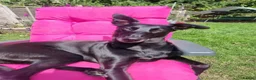 Lurcher dogs for sale: 7 year old Loving Lurcher  in Bracknell - Advert 3
