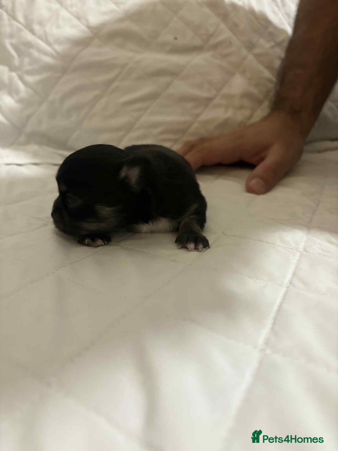 Chihuahua dogs for stud: Chihuahua for stud  - Advert 6